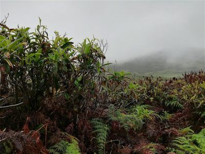 Miconia robinsoniana, photographed by ajott