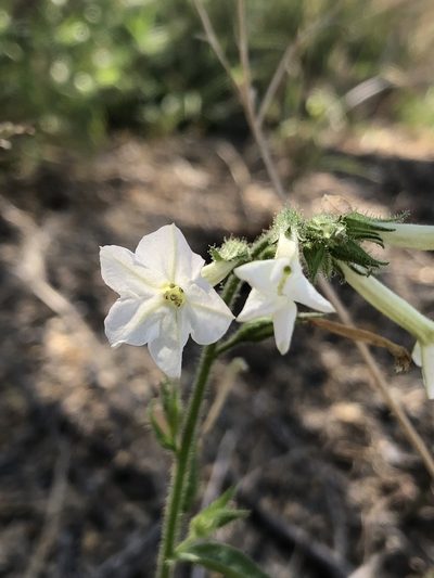 Nicotiana clevelandii, photographed by Enrique Martínez Núñez