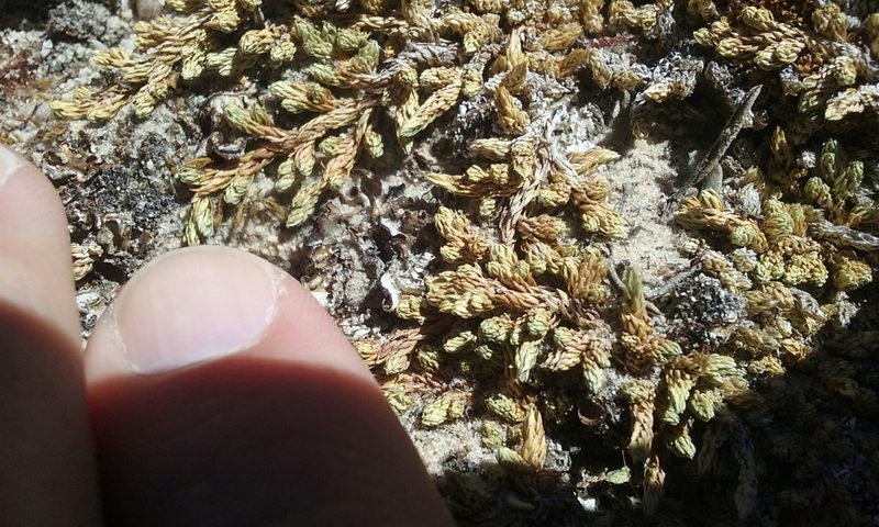 Selaginella utahensis, photographed by rockybajada