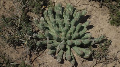 Euphorbia esculenta, photographed by Shaun Swanepoel