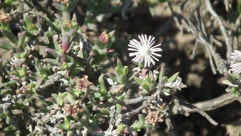 Ruschia recurva, photographed by Shaun Swanepoel