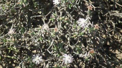 Ruschia recurva, photographed by Shaun Swanepoel
