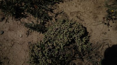 Ruschia depressa, photographed by Shaun Swanepoel