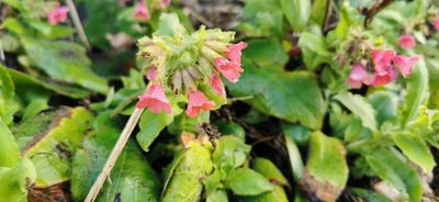 Pulmonaria rubra, photographed by Michelle Stamp