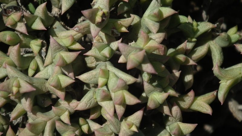 Ruschia depressa, photographed by Shaun Swanepoel