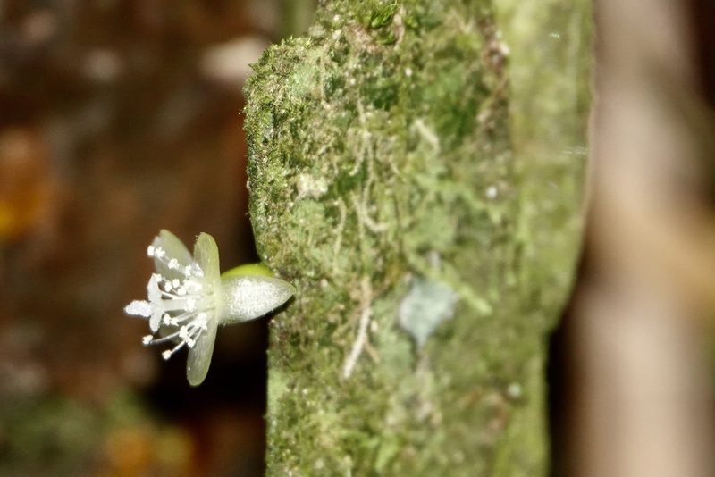 Rhipsalis micrantha, photographed by desertnaturalist