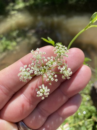 Berula thunbergii, photographed by Dave U
