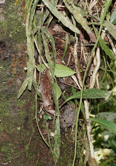 Rhipsalis micrantha, photographed by desertnaturalist