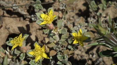 Aizoon rigidum, photographed by Shaun Swanepoel