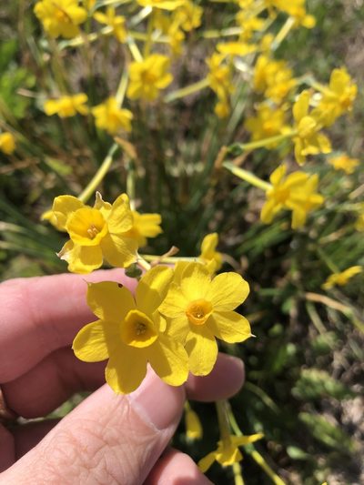 Narcissus jonquilla, photographed by Sam Kieschnick