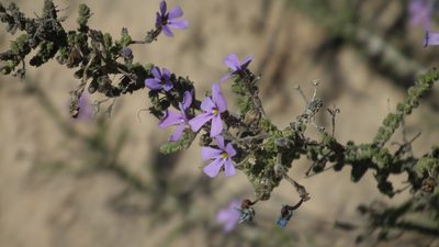 Jamesbrittenia microphylla, photographed by Shaun Swanepoel