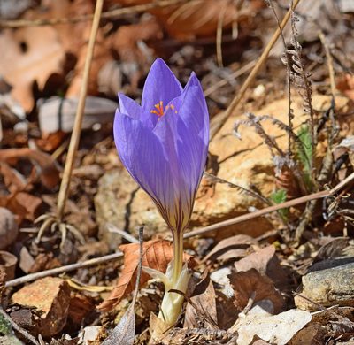 Crocus cancellatus, photographed by Kostas Zontanos