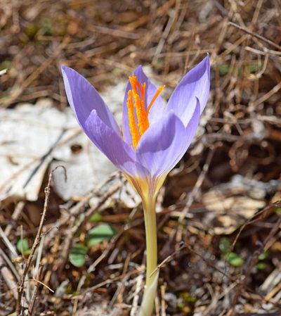 Crocus cancellatus, photographed by Kostas Zontanos