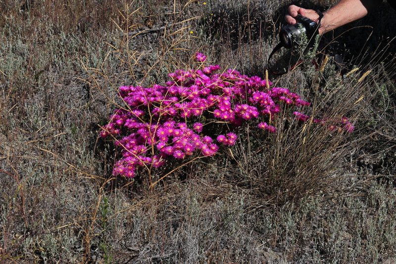Lampranthus stenopetalus, photographed by Tony Rebelo