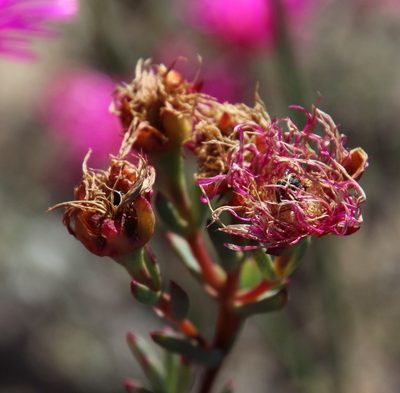 Lampranthus stenopetalus, photographed by Tony Rebelo