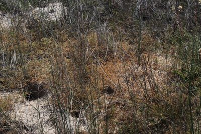 Adenogramma glomerata, photographed by Tony Rebelo