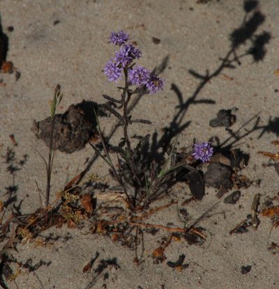 Phyllopodium phyllopodioides, photographed by Tony Rebelo