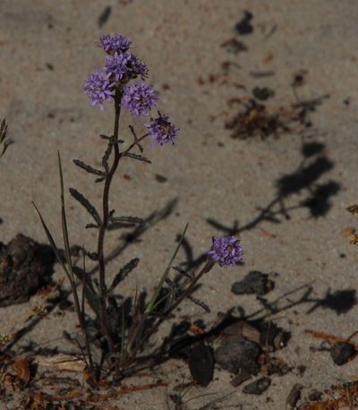 Phyllopodium phyllopodioides, photographed by Tony Rebelo