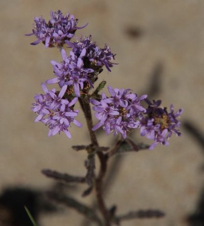Phyllopodium phyllopodioides, photographed by Tony Rebelo