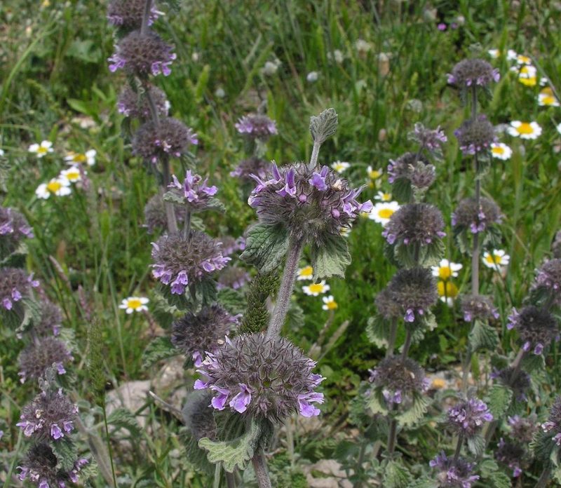 Marrubium supinum, photographed by Todd Boland