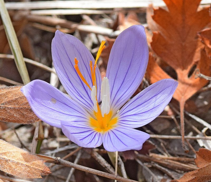 Crocus pulchellus, photographed by Kostas Zontanos