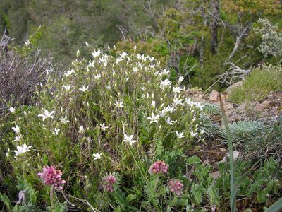 Arenaria grandiflora, photographed by Todd Boland