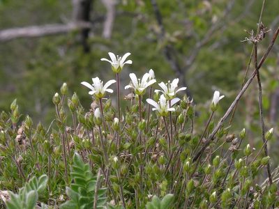 Arenaria grandiflora, photographed by Todd Boland