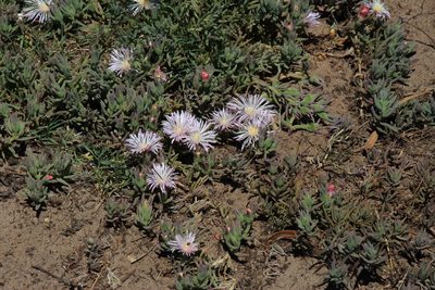 Mesembryanthemum canaliculatum, photographed by Tony Rebelo