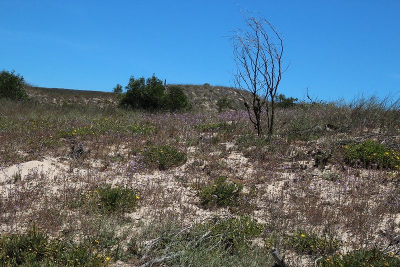 Phyllopodium phyllopodioides, photographed by Tony Rebelo