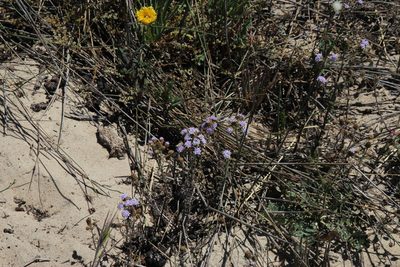 Phyllopodium phyllopodioides, photographed by Tony Rebelo