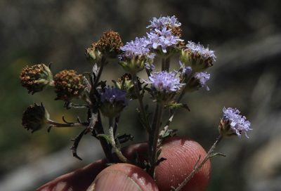 Phyllopodium phyllopodioides, photographed by Tony Rebelo