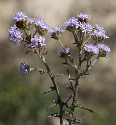 Phyllopodium phyllopodioides, photographed by Tony Rebelo