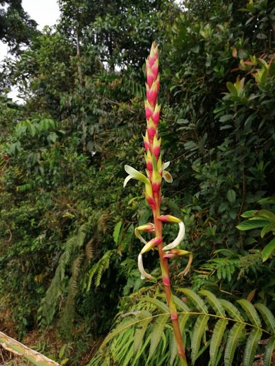 Pitcairnia maidifolia, photographed by Jonathan Ramos-Artunduaga