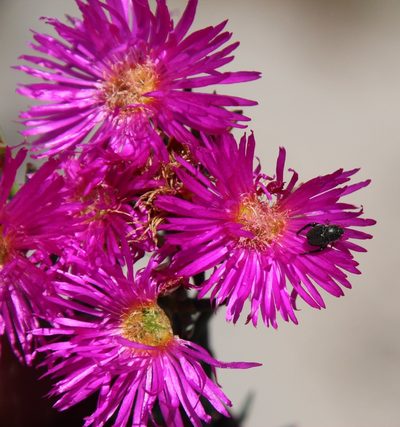 Lampranthus stenopetalus, photographed by Tony Rebelo
