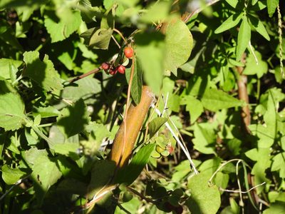 Cissampelos pareira, photographed by Eduardo Luis Beltrocco