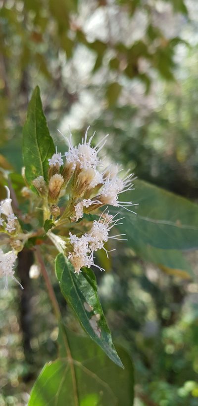 Ageratina mairetiana, photographed by Eugenio Padilla