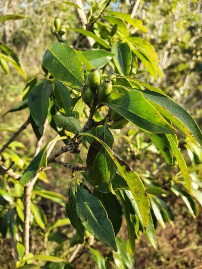 Exostema caribaeum, photographed by Yolanda M. Leon