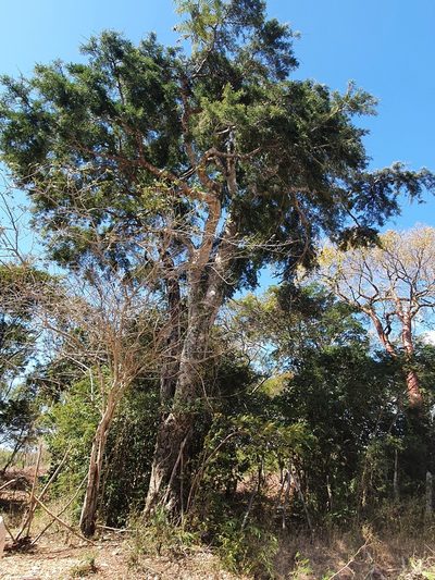 Arcoa gonavensis, photographed by Yolanda M. Leon