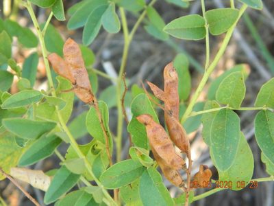 Glycyrrhiza glabra, photographed by Galyna Mykytynets