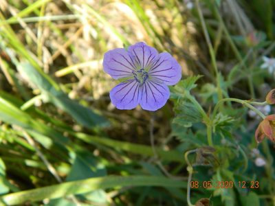 Geranium collinum, photographed by Galyna Mykytynets