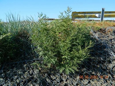 Glycyrrhiza glabra, photographed by Galyna Mykytynets