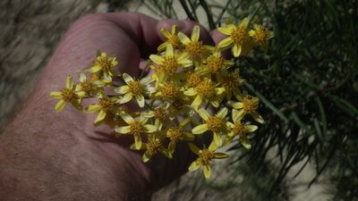 Senecio linifolius, photographed by Shaun Swanepoel
