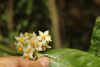 Solanum oblongifolium, photographed by Andrés Ramírez-Barrera