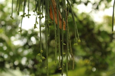 Rhipsalis baccifera, photographed by Andrés Ramírez-Barrera