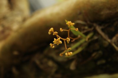 Trizeuxis falcata, photographed by Andrés Ramírez-Barrera