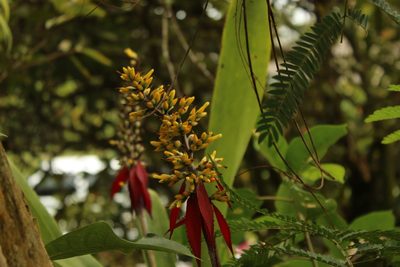 Aechmea angustifolia, photographed by Andrés Ramírez-Barrera