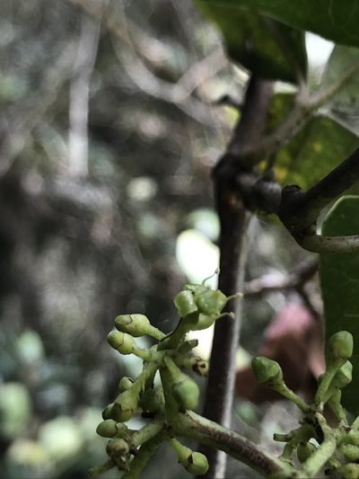 Apocissus trianae, photographed by Nicolás Baresch Uribe