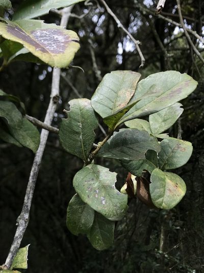 Apocissus trianae, photographed by Nicolás Baresch Uribe