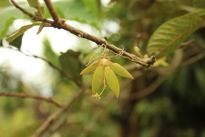 Trizeuxis falcata, photographed by Andrés Ramírez-Barrera