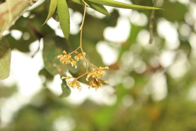 Trizeuxis falcata, photographed by Andrés Ramírez-Barrera